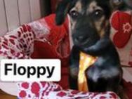 Floppy auf der Suche nach Glück - Berlin