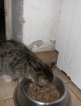 junge Hauskatze - Thiendorf