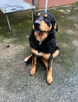 Liebevoller Hund - Sulzfeld (Bayern)