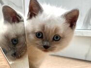 Süße Britisch Kurzhaar Katzen Babys, Kitten, weiß, in liebevolle Hände abzugeben - Kempten (Allgäu)