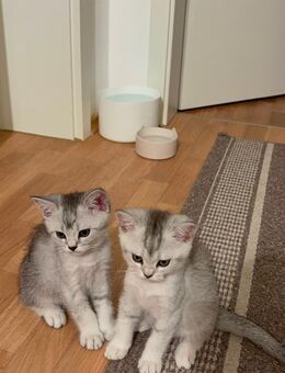 Britisch Kurzhaar Kitten - Trostberg