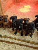 Ridgeback/American Pitty Rüde hat eine Dobermann x Cane Corso Hündin erfolgreich gedeckt. in 18516