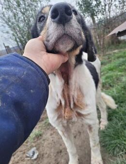 ANIMA - Alterswohnsitz gesucht - Konstanz