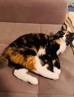 Ragdoll /BKH mix kitten - Lübeck