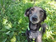 Marley unsere ganz Besondere 😍 - Wettenberg