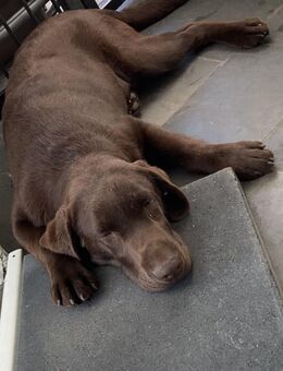 Labrador Rüde Junghund - Berchtesgaden