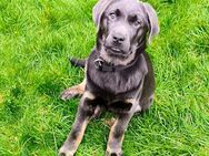 Labrador Rüde in Charcoal/ Tan (Welpe) - Sittensen