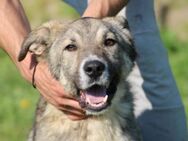 Baisel - sehr kinderlieber Familienhund - Lohra