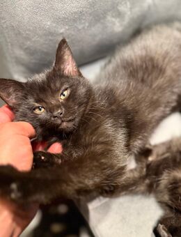 Ragdoll-Mix Kitten - Wipperfürth (Hansestadt)