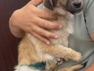 Candy sucht ein liebevolles Zuhause - Blankenheim (Nordrhein-Westfalen)