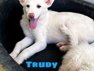Trudy wartet in Italien - Köln