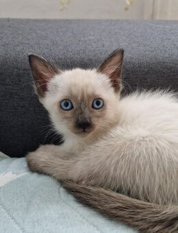 Reinrassige Siamkitten - Schwetzingen