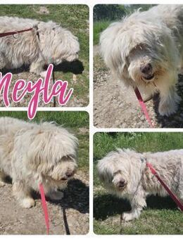 Neyla ist einsam - Bissingen