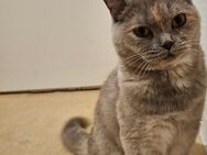 BKH katze zu verkaufen. 10 monate alt - Berlin