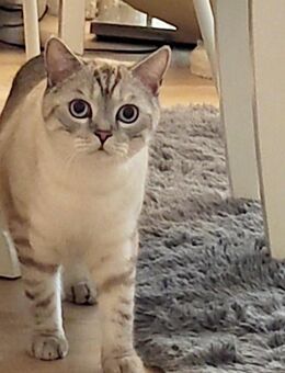 BKH Kater - Berlin Tempelhof-Schöneberg