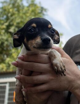Pompom, verspielter kleiner Chihuahua - Remagen