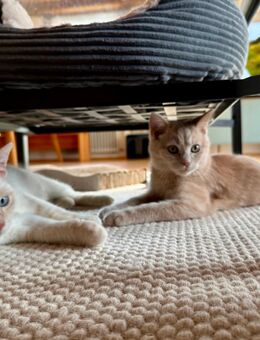 Timmy und Findus suchen neue Familie - Murnau (Staffelsee)