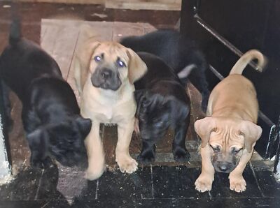 Boerboel Welpen zu Verkaufen