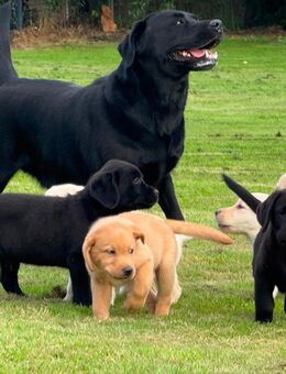 Reinrassige Labrador Welpen – Jetzt bereit für ihr neues Zuhause! - Schwalmstadt