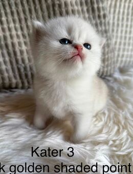 BKH Kitten - Stahlhofen (Wiesensee)