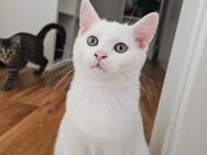 Khao Manee/EKH Mix Kitten sucht liebevolles zu Hause :) ! - Duisburg