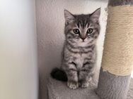 BKH Kitten - Sinsheim