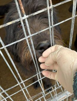 Goofy - Sensibler Familienhund - Alfdorf