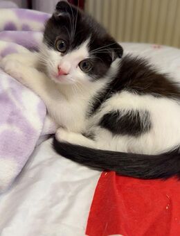 Baby Katzen suchen ein neues Zuhause - Bonn