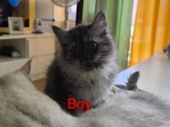 Baby Katzen - Köln