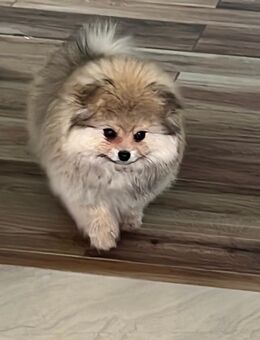 Zwergspitz Pomeranian Boo Welpen abgabebereit - Bad Sobernheim