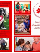 Therapiehund Ausbildung in 38468