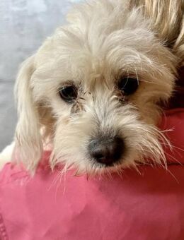 Kleiner Rüde Lui sucht Kuschelzuhause - Großefehn