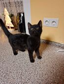 Junge Kater in 92714