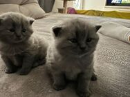Reinrassige Britisch Kurzhaar Kitten Ab Mitte Juli in liebevolle Hände abzugeben! - Verden (Aller)