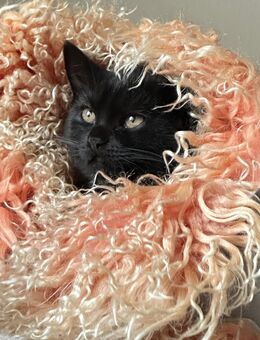 Unsere Naomi sucht Kuschelplatz - Bremen