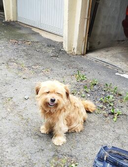 Suche dringend Hundefutter (Nassfutter) geschenkt - Kassel
