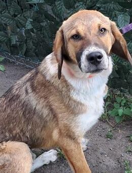🐾💚Fröhlicher Junghund Casper💚🐾 - Eislingen (Fils)