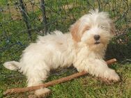 Malteser Maltipoo Welpen - Hille