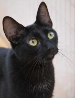 Ruhige Elisha sucht Dich! - Walluf