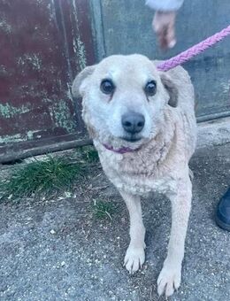 Lidi VA-Liebe Hündin sucht - Neustadt (Rübenberge)