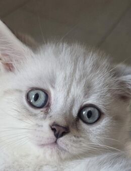 Bkh kitten sofort abholbereit - Oberhausen
