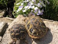 Griechische Landschildkröten NZ 2023 - Erzhausen