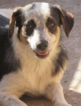 Nevio - der knuffige Hundebub 🐾 - Elsdorf (Nordrhein-Westfalen)