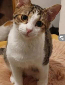 Mimi ,liebes Katzenmädchen - Unterföhring