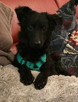 Yuna kroatischer Schäferhund Mix Hündin - Margetshöchheim