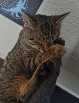 Kuschelbedürftige Katze abzugeben - Uetze