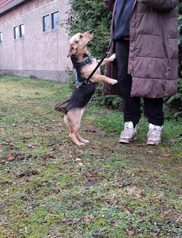 Unsere verschmuste Beaglemischlingshündin Jacky ca 2 j - Hohe Börde