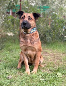 Mery - sucht ihre Menschen - Köln