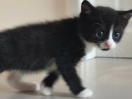 BHK Kitten - Gronau (Westfalen)