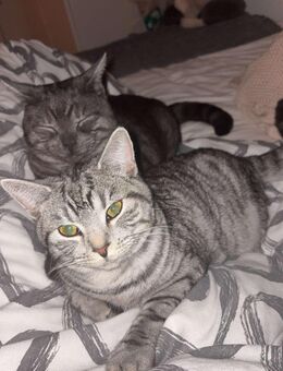 2 Bkh Katzen - Lampertheim